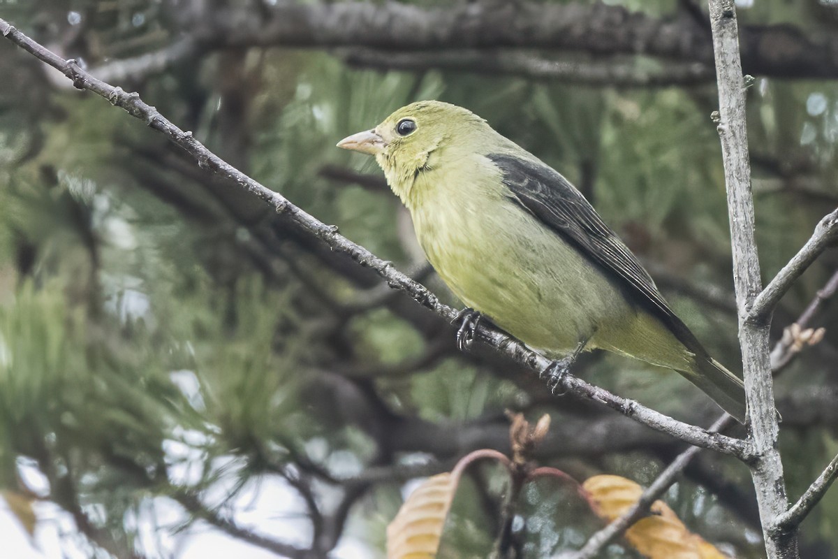 Scarlet Tanager - ML627400967