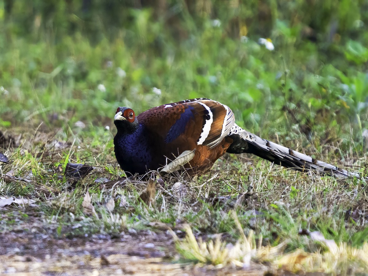 Mrs. Hume's Pheasant - ML627401135