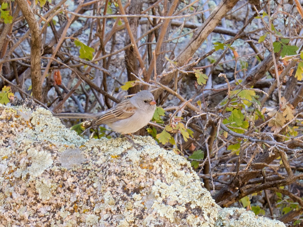 Black-chinned Sparrow - ML627401232