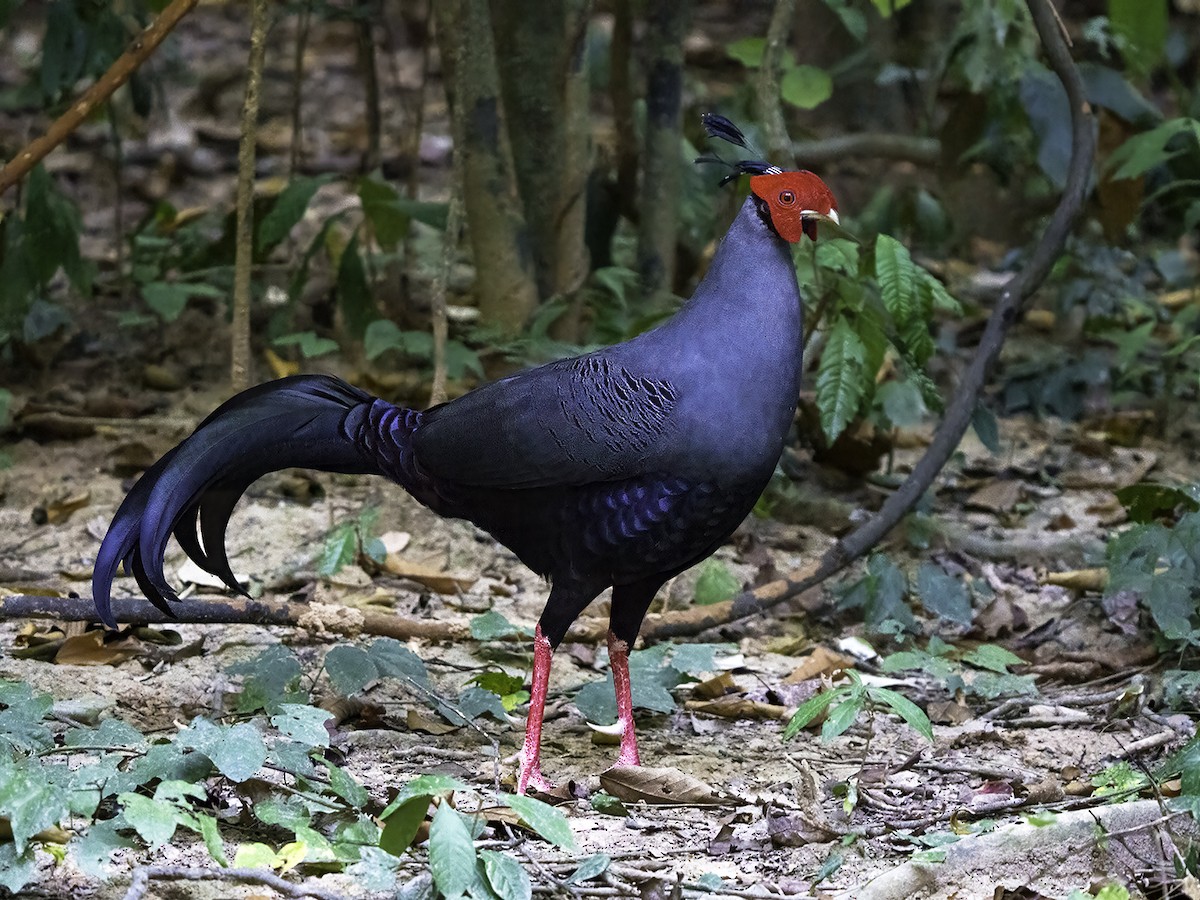 Siamese Fireback - ML627401311