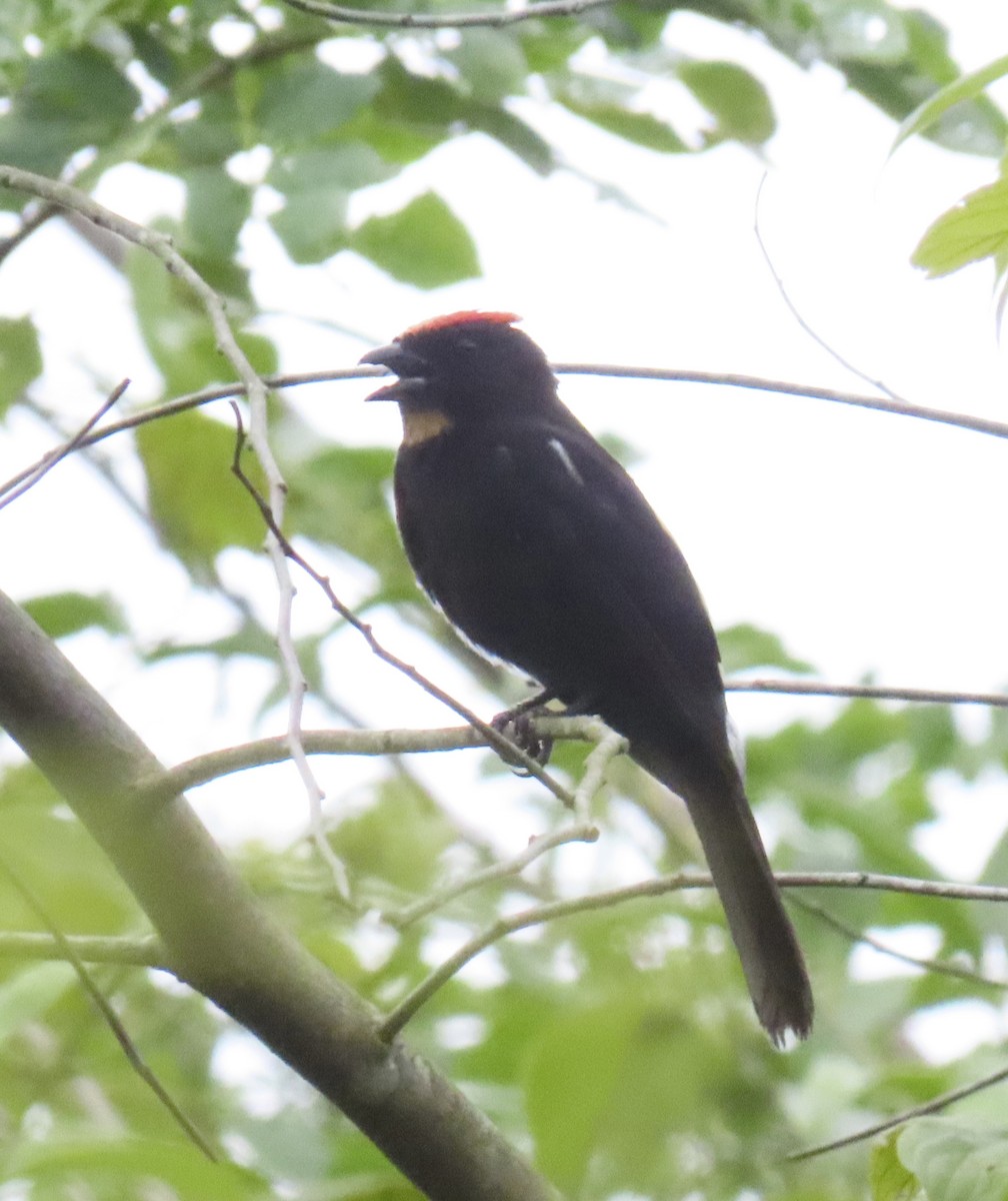 Flame-crested Tanager - ML627401317
