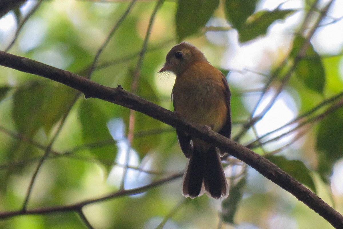 Sulphur-rumped Flycatcher - ML627401380