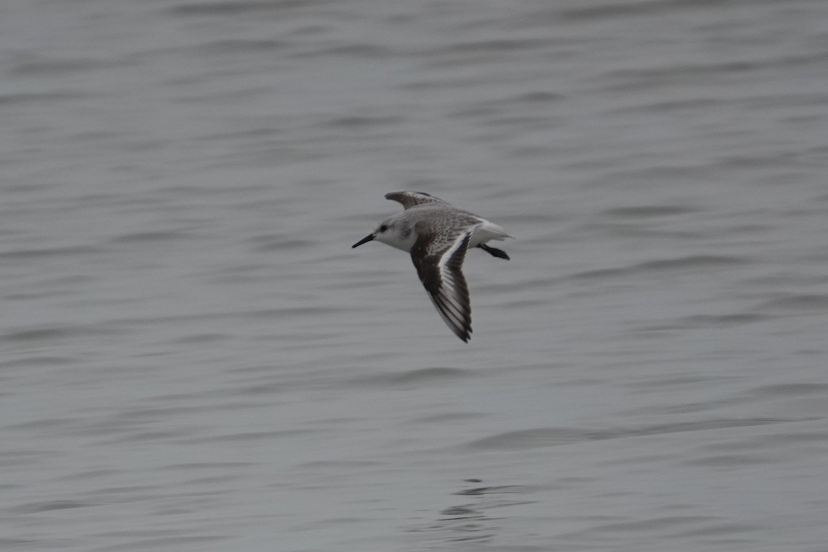 Sanderling - ML627401507