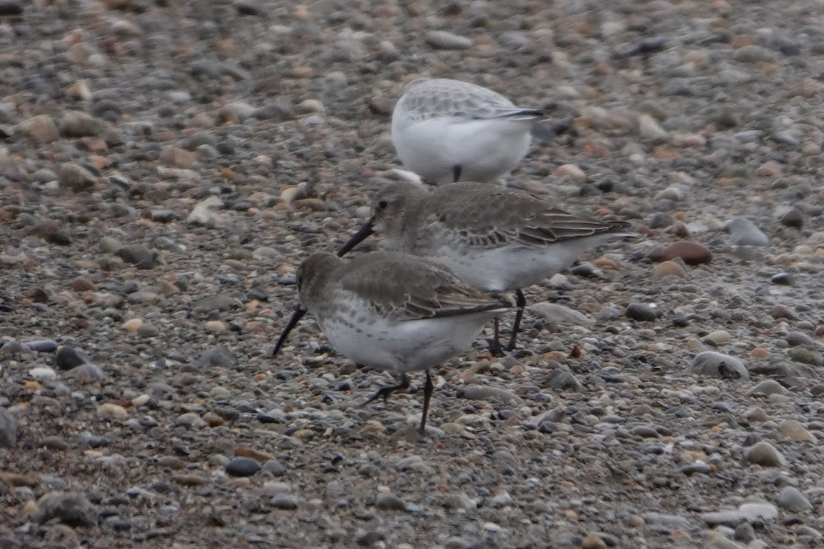 Dunlin - ML627401513