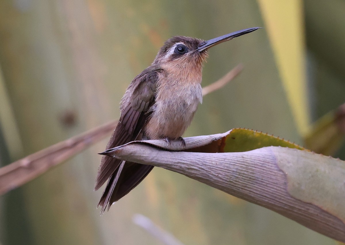 Hook-billed Hermit - ML627401659