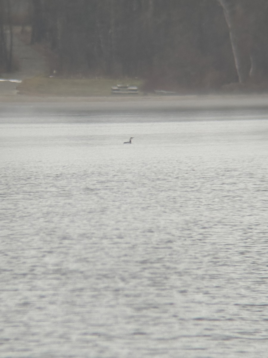 Red-throated Loon - ML627401718