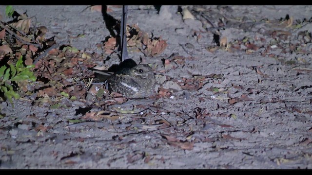 Square-tailed Nightjar - ML627401751