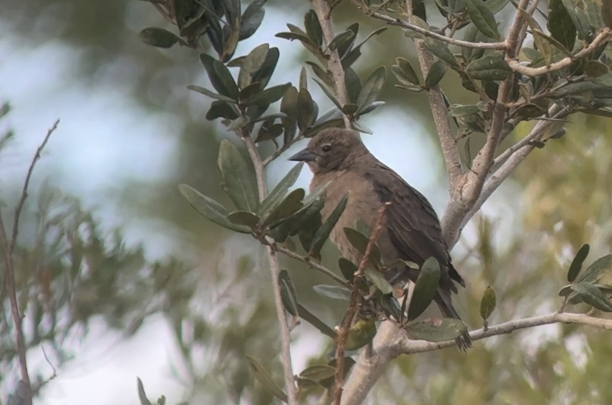 Shiny Cowbird - ML627401753