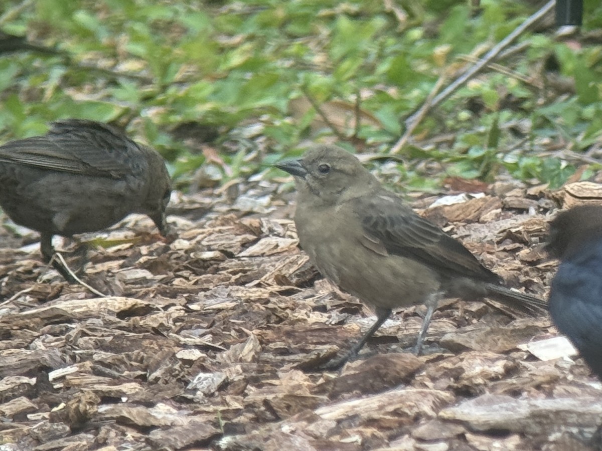 Shiny Cowbird - ML627401754