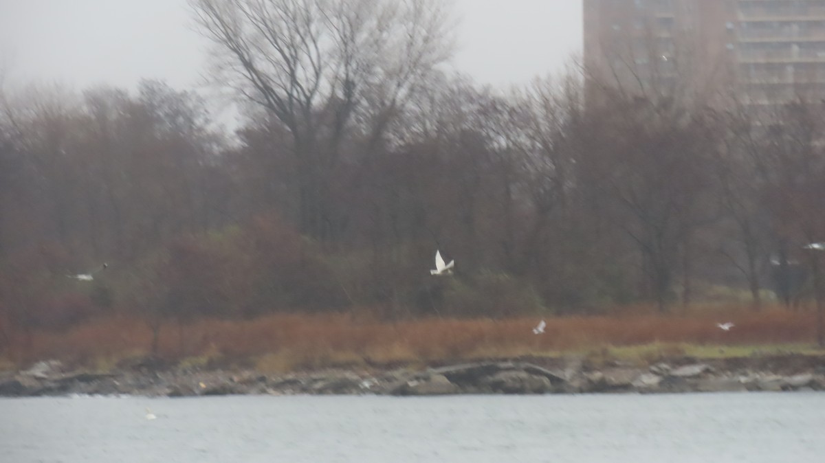 Goéland arctique - ML627401818