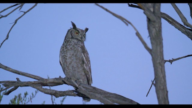 Spotted Eagle-Owl - ML627401822