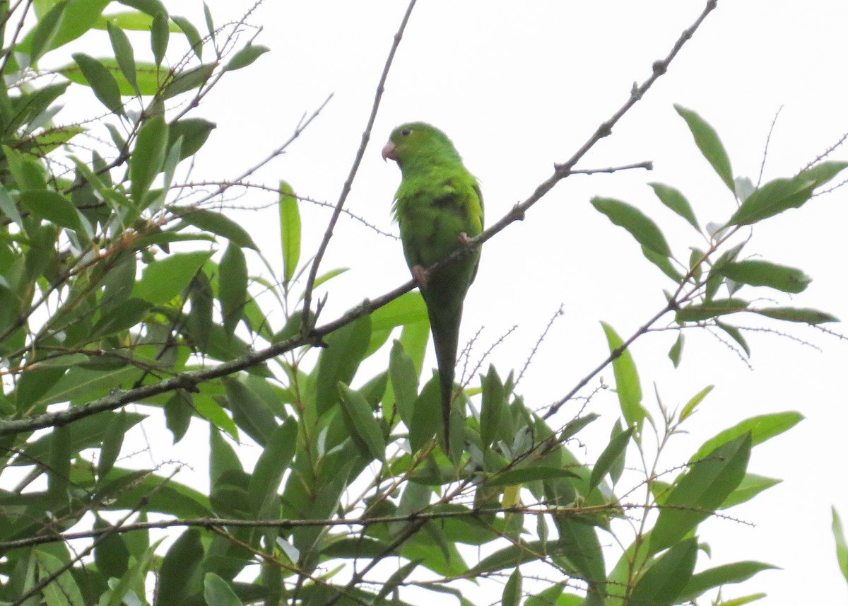 Plain Parakeet - ML627402020