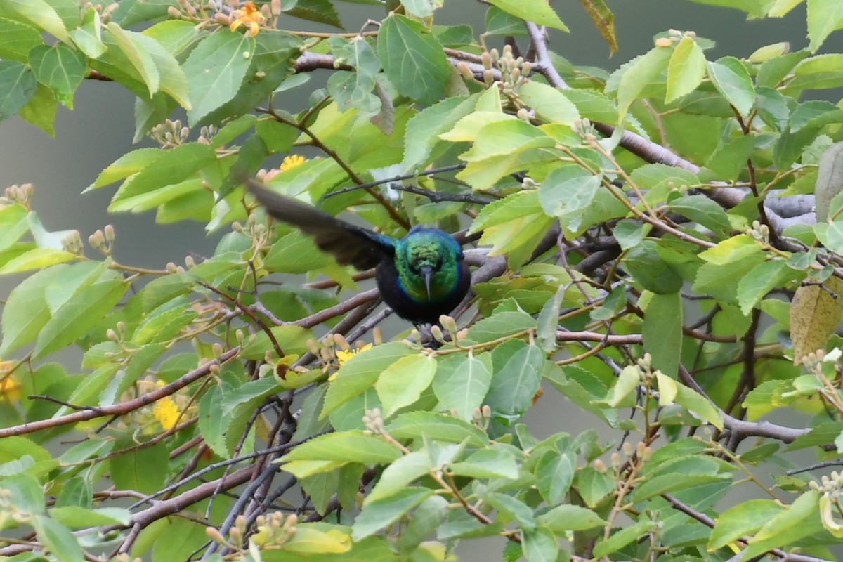 Suimanga de Tsavo - ML627402040