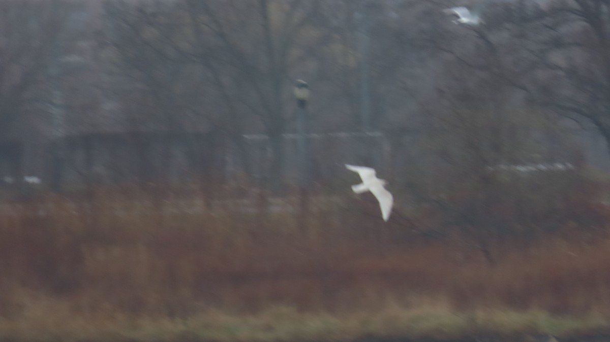 Goéland arctique - ML627402118