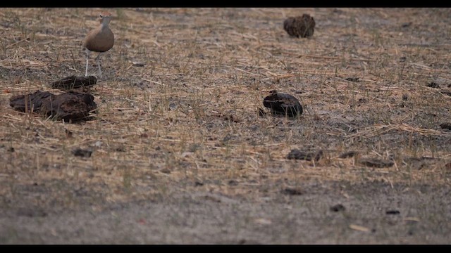 Burchell's Courser - ML627402187