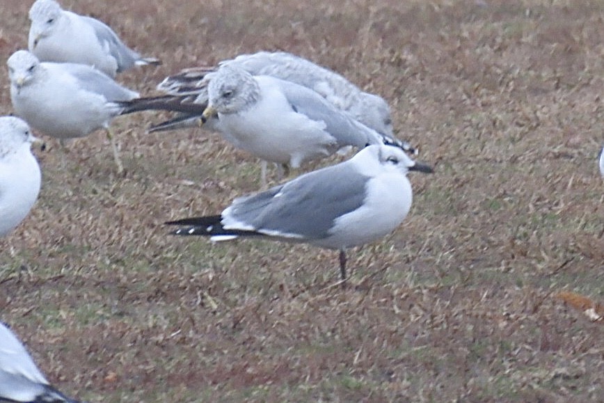 笑鷗 - ML627402240