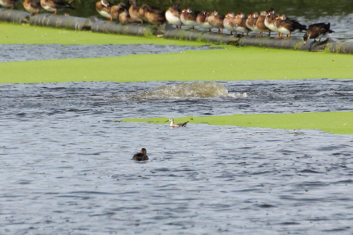 Wilson's Phalarope - ML627402272