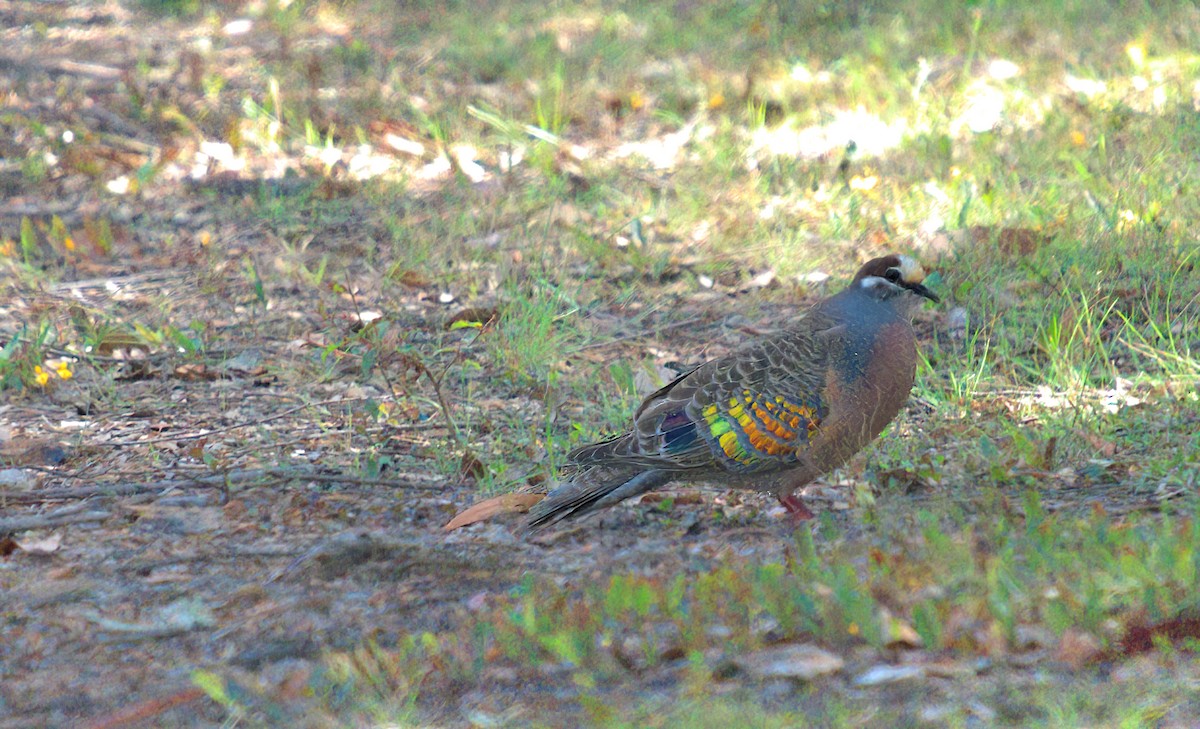 Common Bronzewing - ML627402354