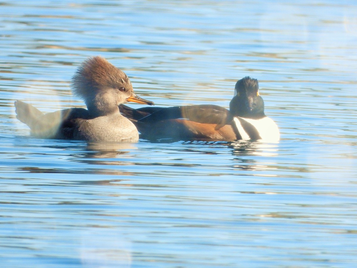 Hooded Merganser - ML627402432