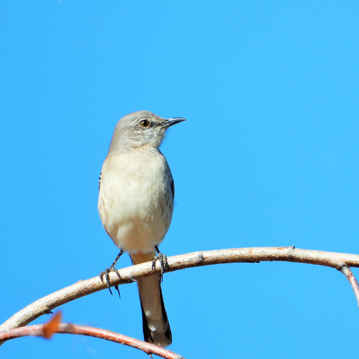 Northern Mockingbird - ML627402445