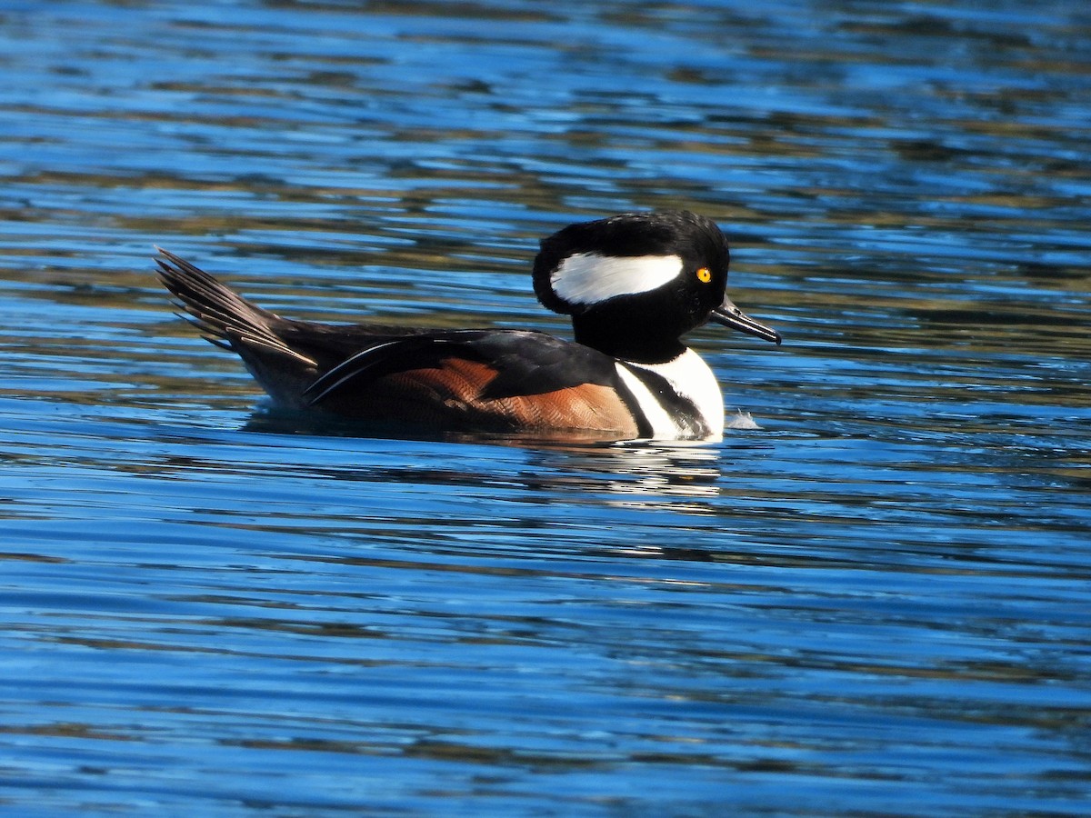 Hooded Merganser - ML627402457