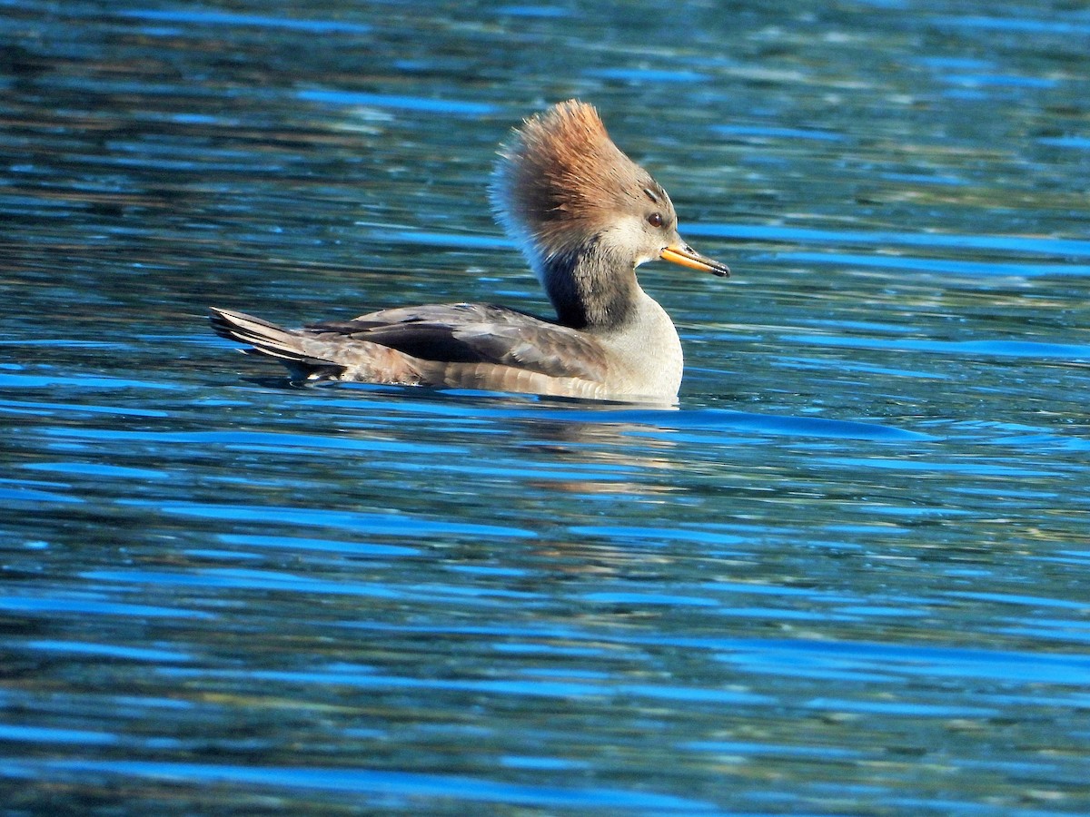Hooded Merganser - ML627402489