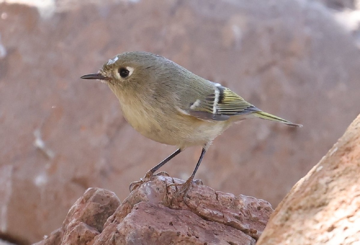 Ruby-crowned Kinglet - ML627402530