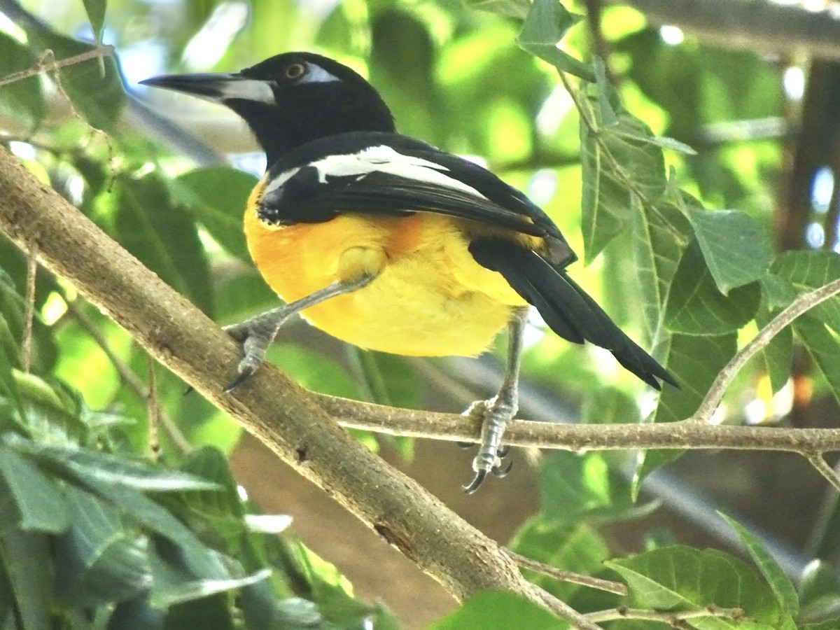 Venezuelan Troupial - ML627402658