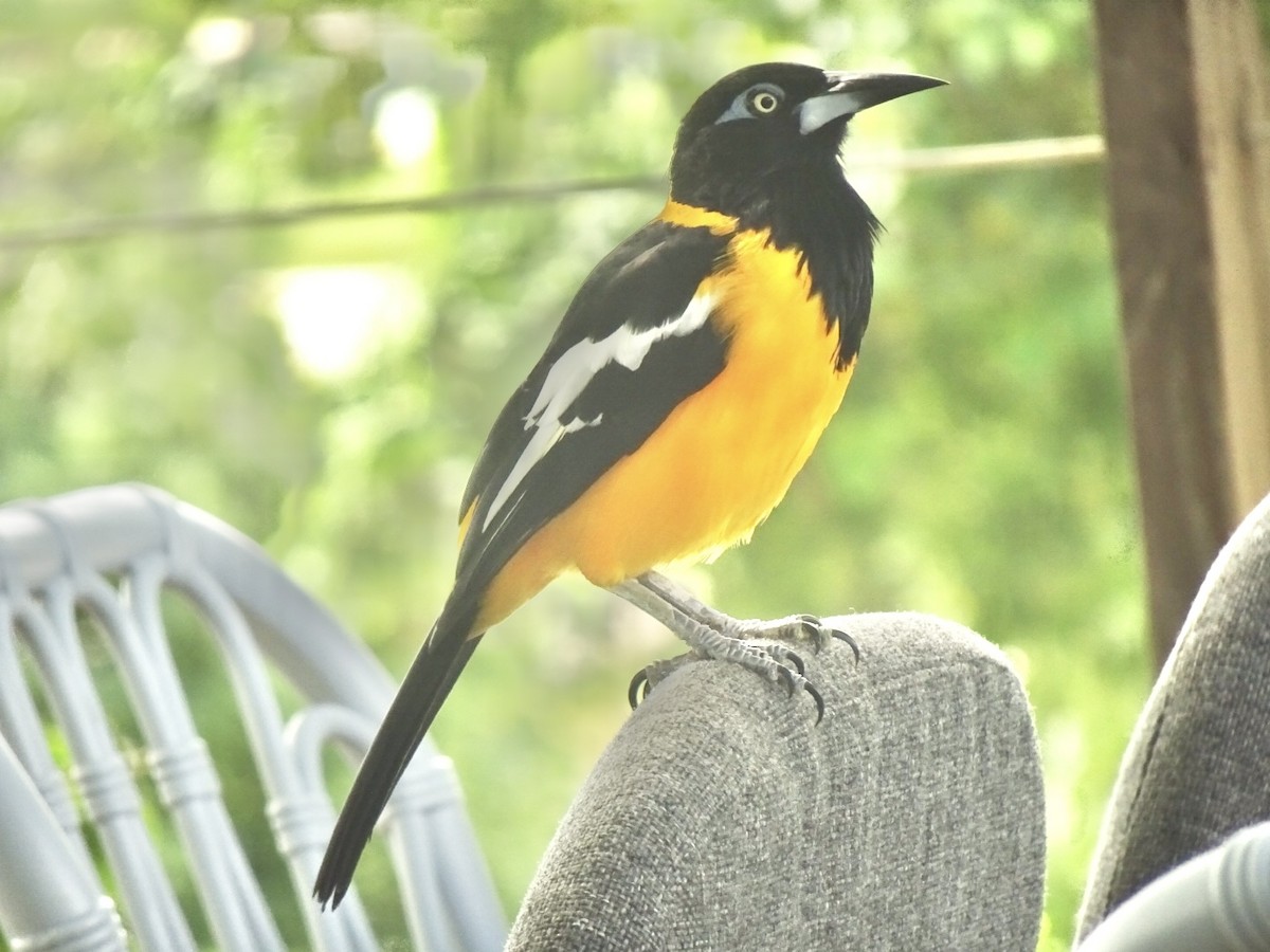 Venezuelan Troupial - ML627402659