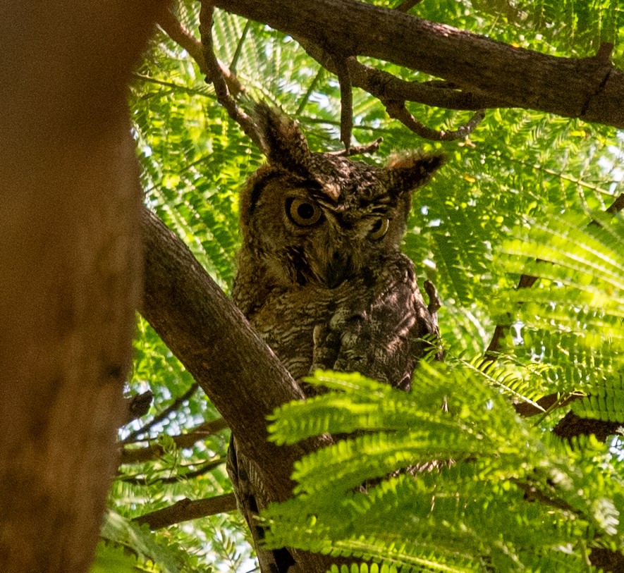 Arabian Eagle-Owl - ML627402702