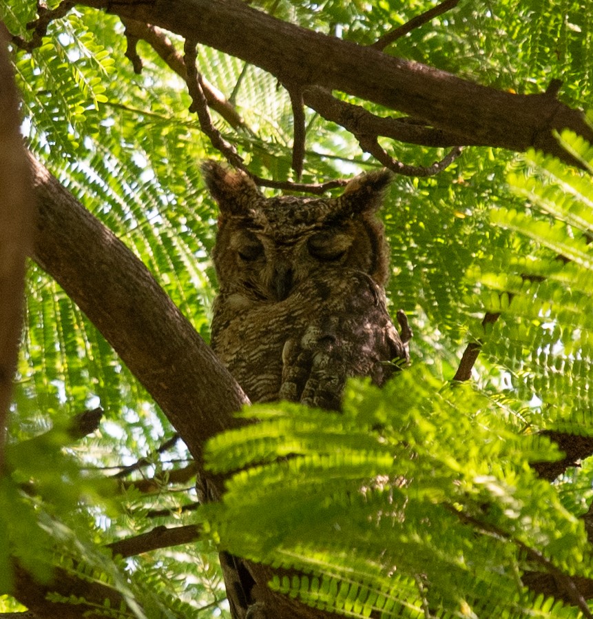 Arabian Eagle-Owl - ML627402703