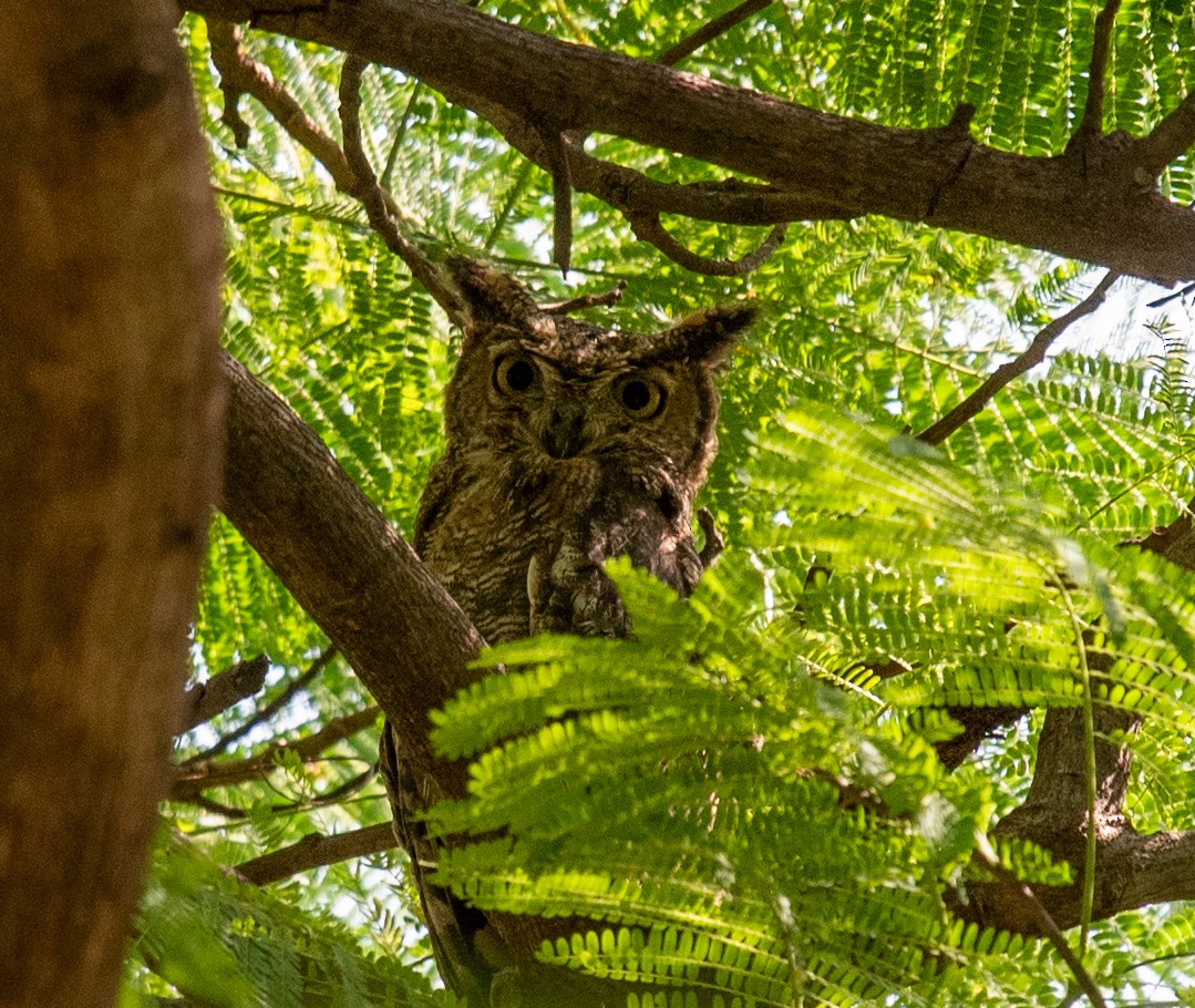 Arabian Eagle-Owl - ML627402704