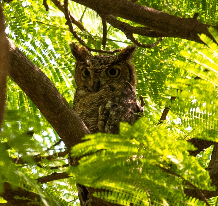 Arabian Eagle-Owl - ML627402705