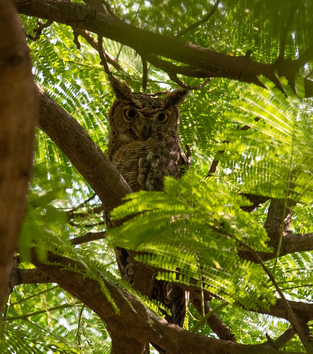 Arabian Eagle-Owl - ML627402706