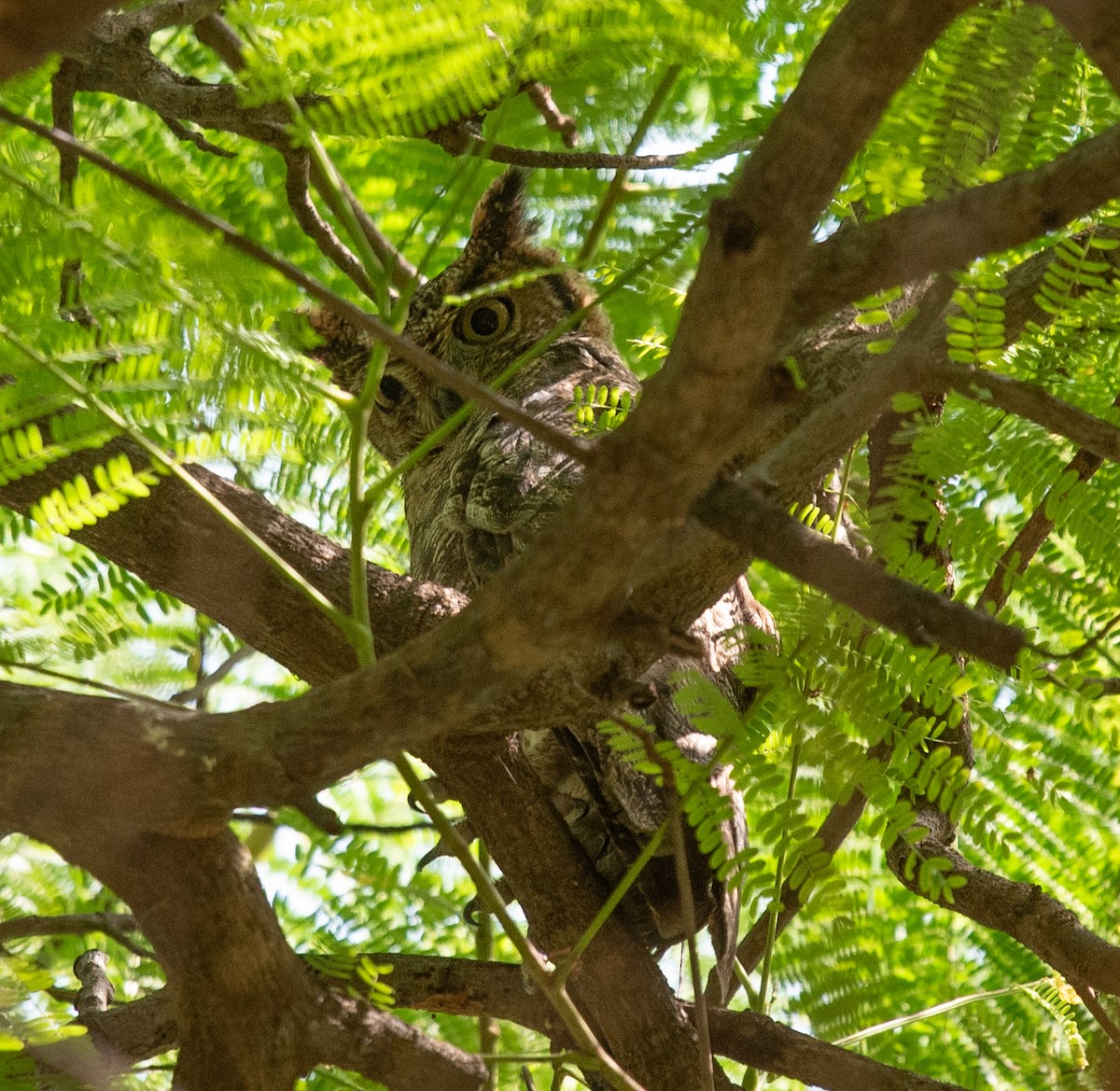 Arabian Eagle-Owl - ML627402707