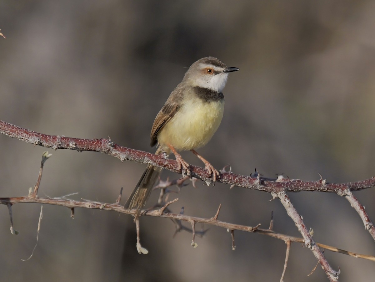 Prinia à plastron - ML627402779