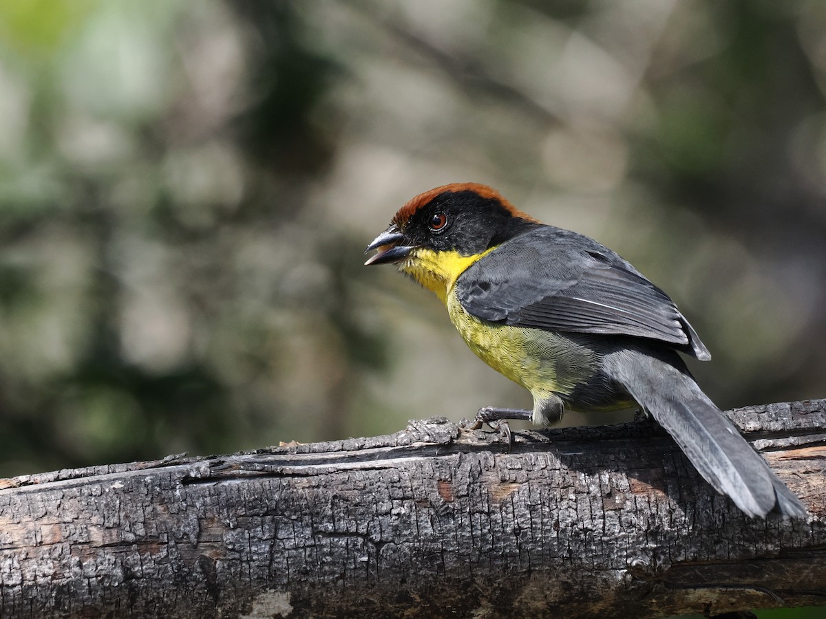 Yellow-breasted Brushfinch - ML627402780