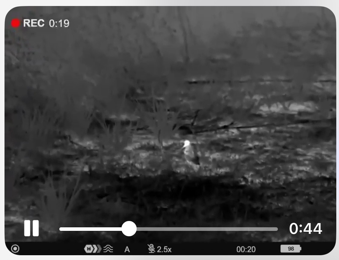 Eurasian Woodcock - ML627402792