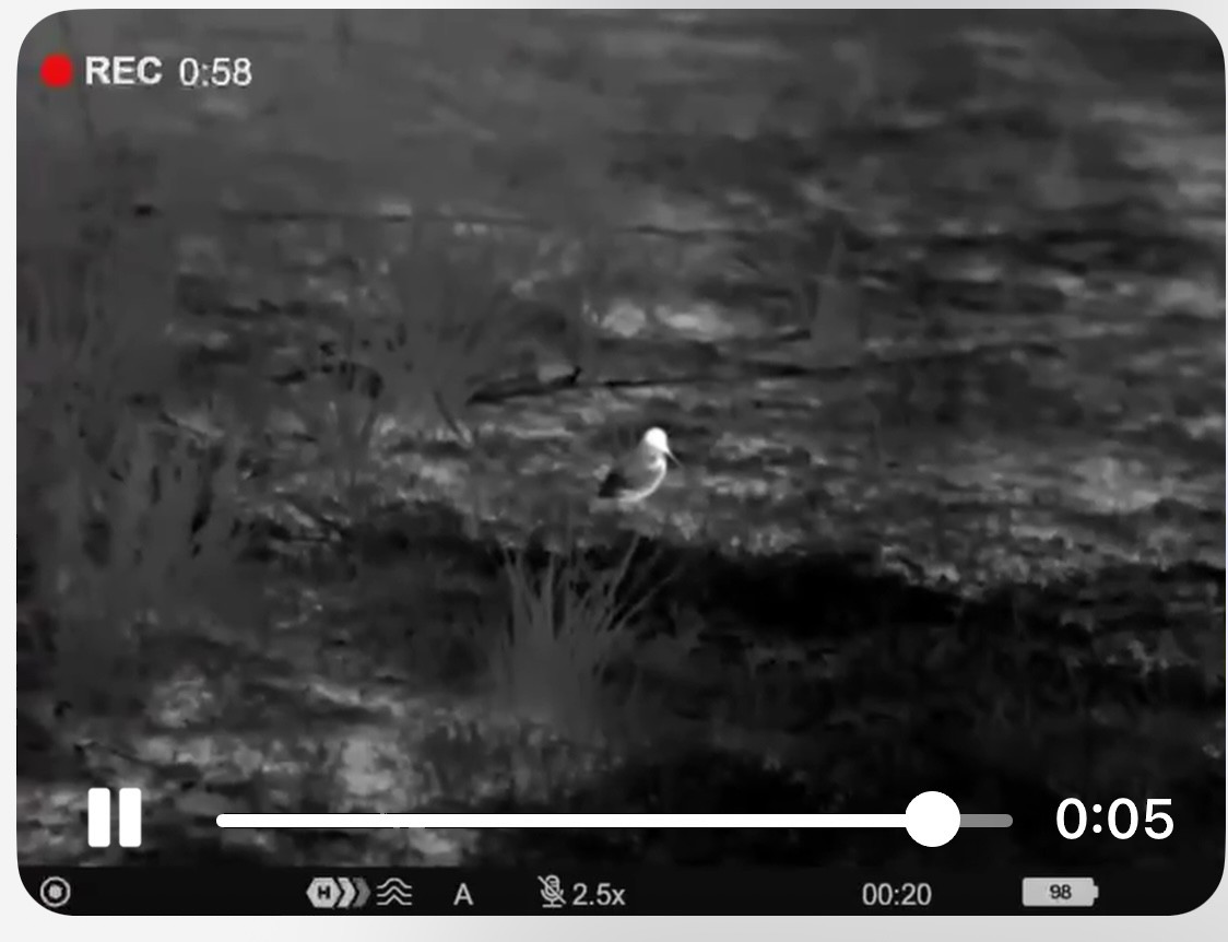 Eurasian Woodcock - ML627402793