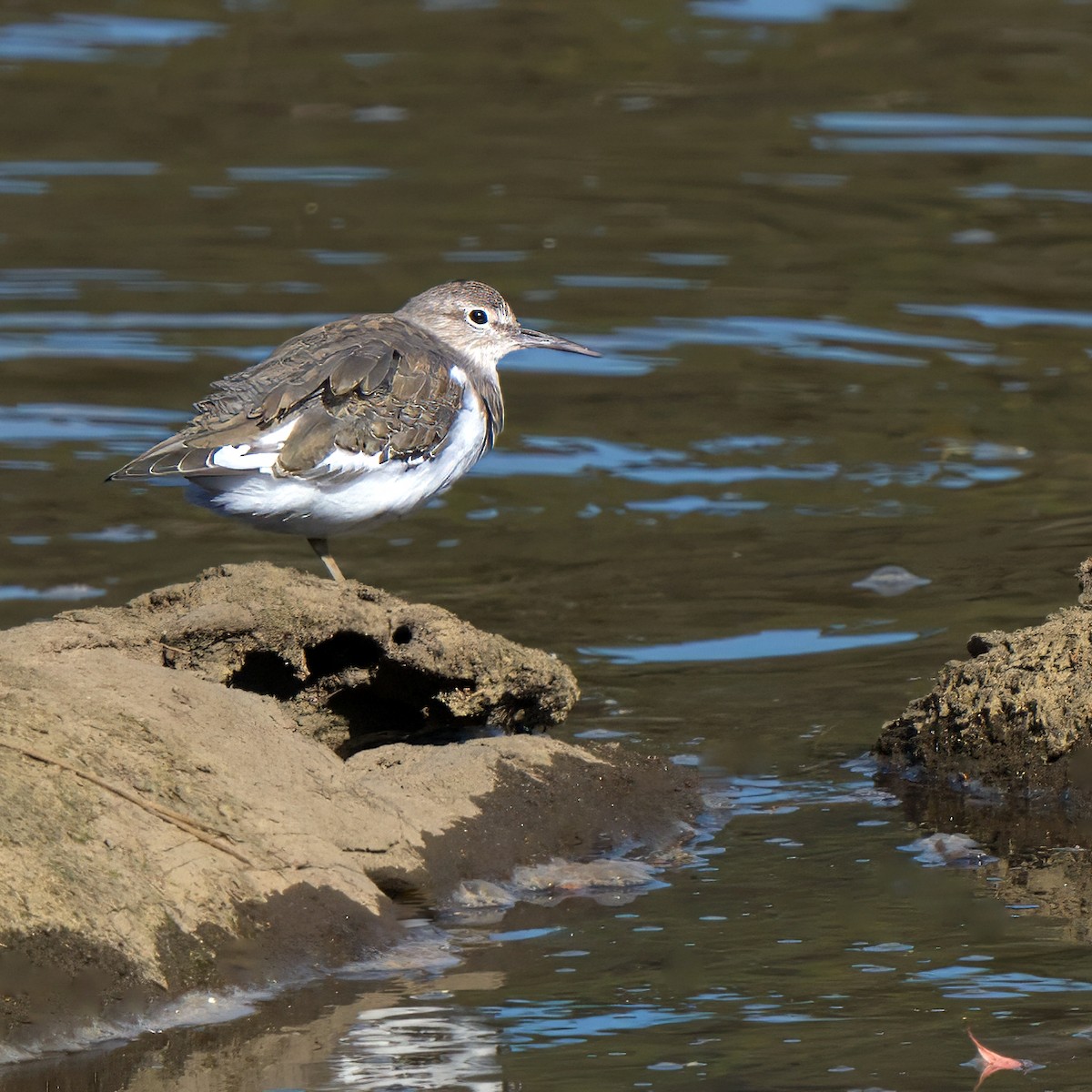 Common Sandpiper - ML627402808