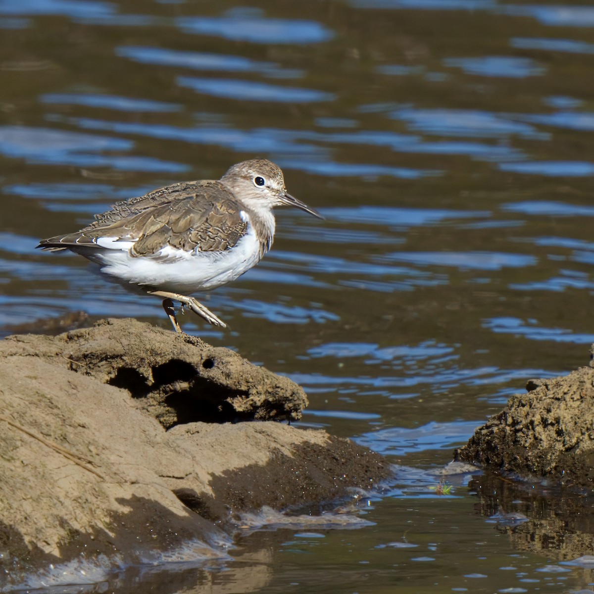 Common Sandpiper - ML627402817