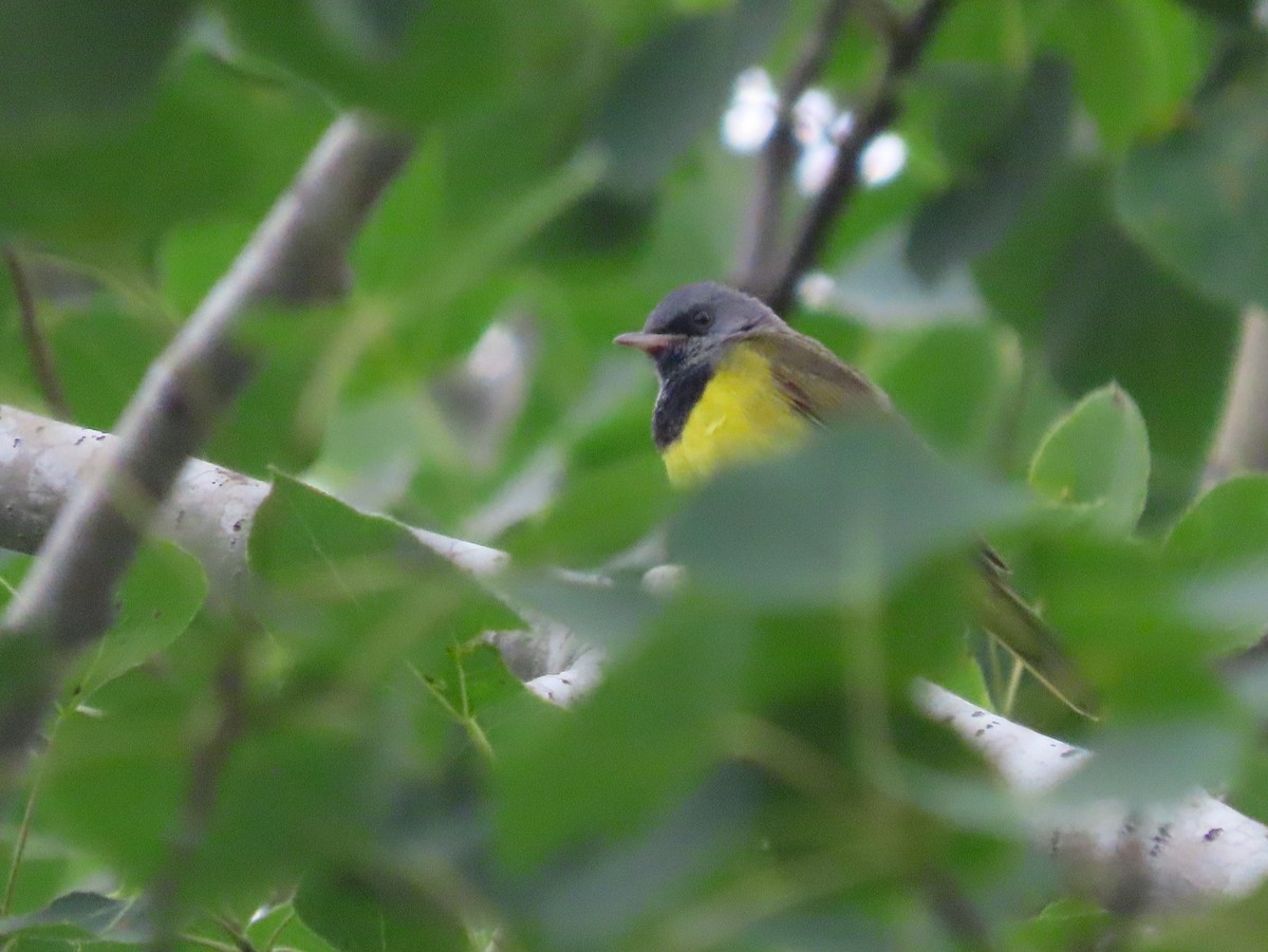 Mourning Warbler - ML627402877