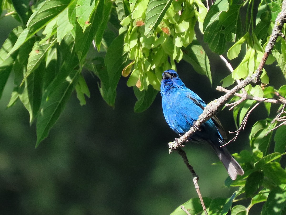 Indigo Bunting - ML627402920