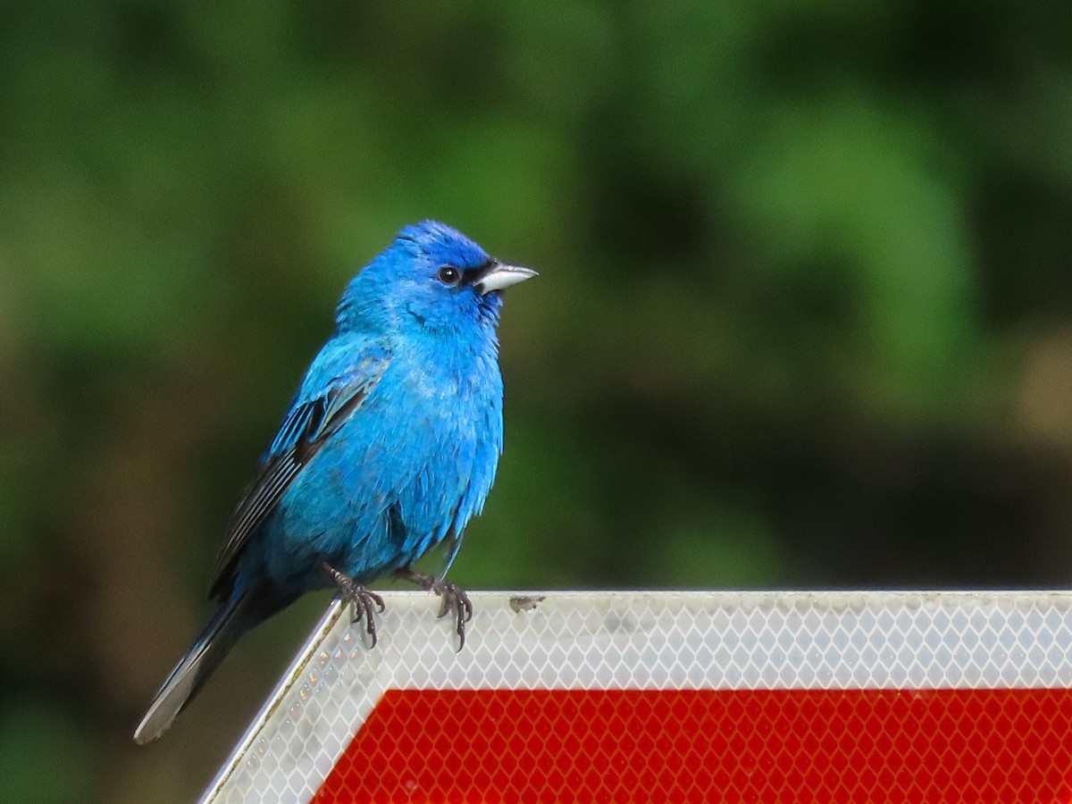 Indigo Bunting - ML627402933