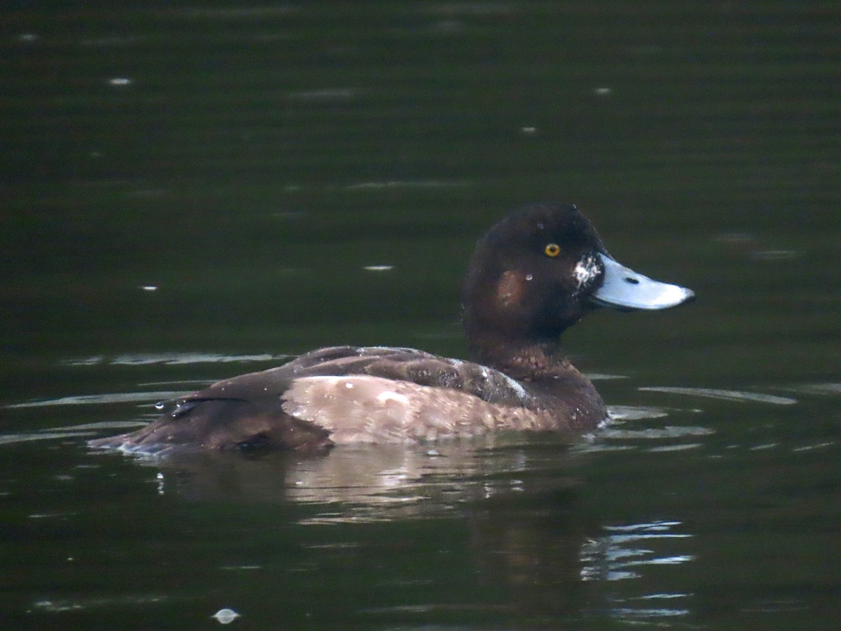 Greater Scaup - ML627402997