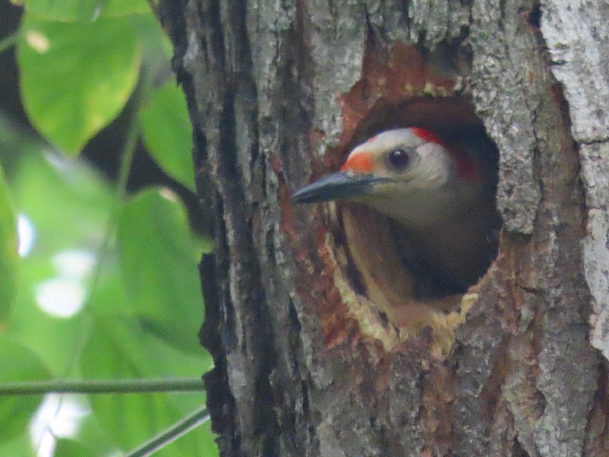 Red-bellied Woodpecker - ML627403011