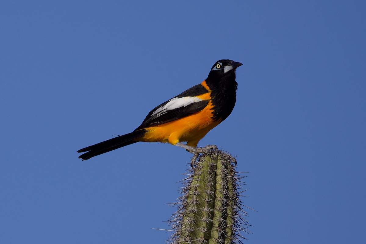 Venezuelan Troupial - ML627403127