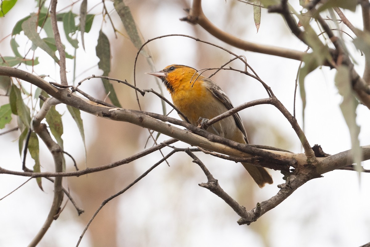Bullock's Oriole - ML627403207