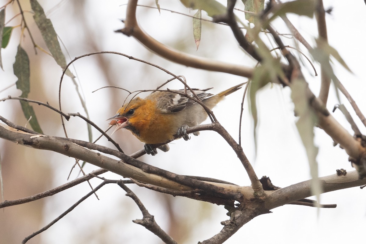 Bullock's Oriole - ML627403208