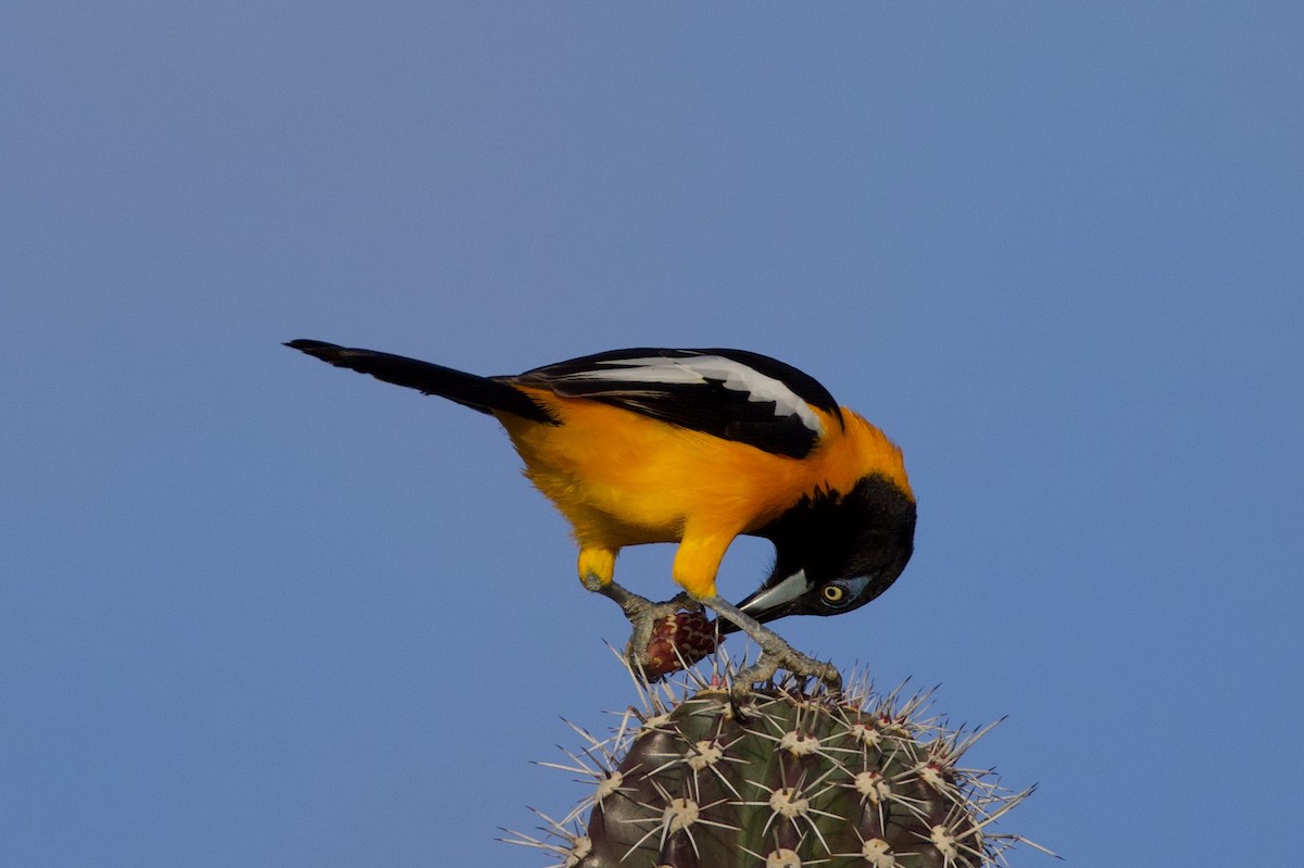 Venezuelan Troupial - ML627403238